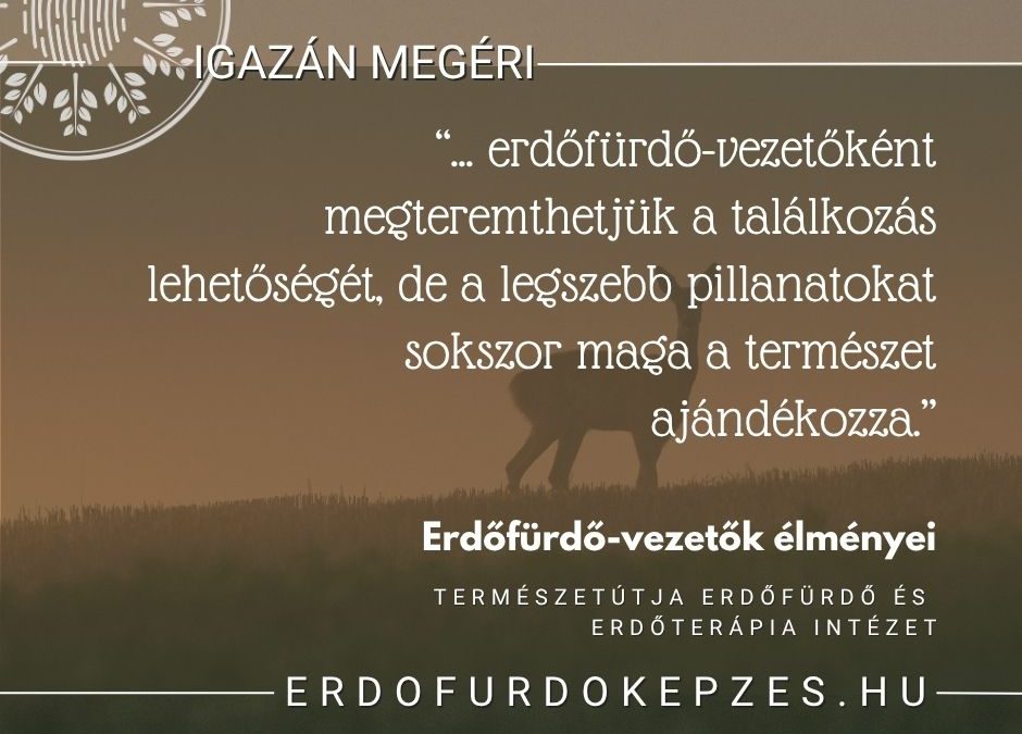 Miért igazán jó erdőfürdő-vezetőnek lenni?