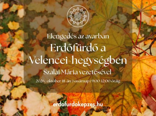 Elengedés az avarban erdőfürdő a Velencei-hegységben 2026. október 18-án 9:00-12:00 óráig
